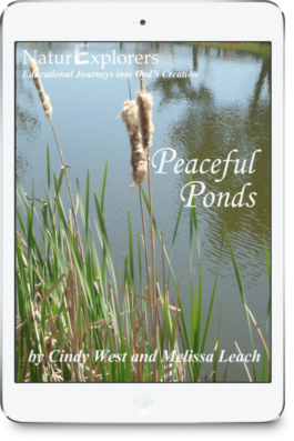 iPad image for a curriculum about Peaceful Ponds. It has a pond in the background with cattails and grasses up close.