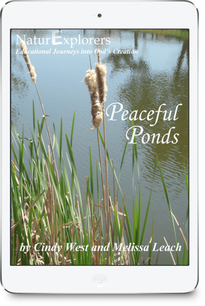 iPad image for a curriculum about Peaceful Ponds. It has a pond in the background with cattails and grasses up close.