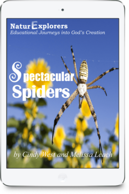 Blue sky, yellow flowers, and a black and yellow spider on the cover of a curriculum about spectacular spiders.