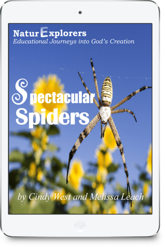 Spectacular Spiders Nature Study