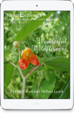 iPad cover of the Wonderful Wildflowers curriculum. Has an orange flower surrounded by greenery on it.