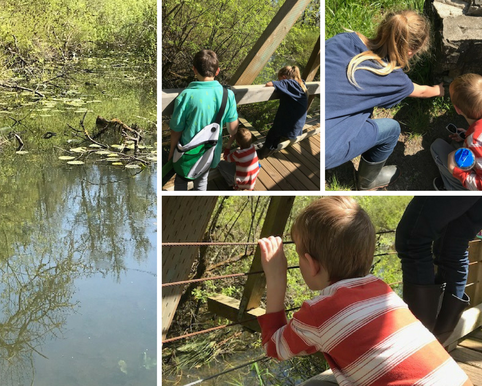 A day in the life of nature study at the pond