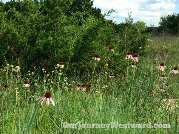 How To Teach an Interest-Based Nature Study #naturestudy #homeschoolscience