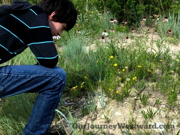 How To Teach an Interest-Based Nature Study #naturestudy #homeschoolscience