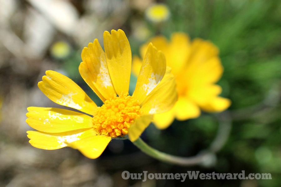 How To Teach an Interest-Based Nature Study #naturestudy #homeschoolscience