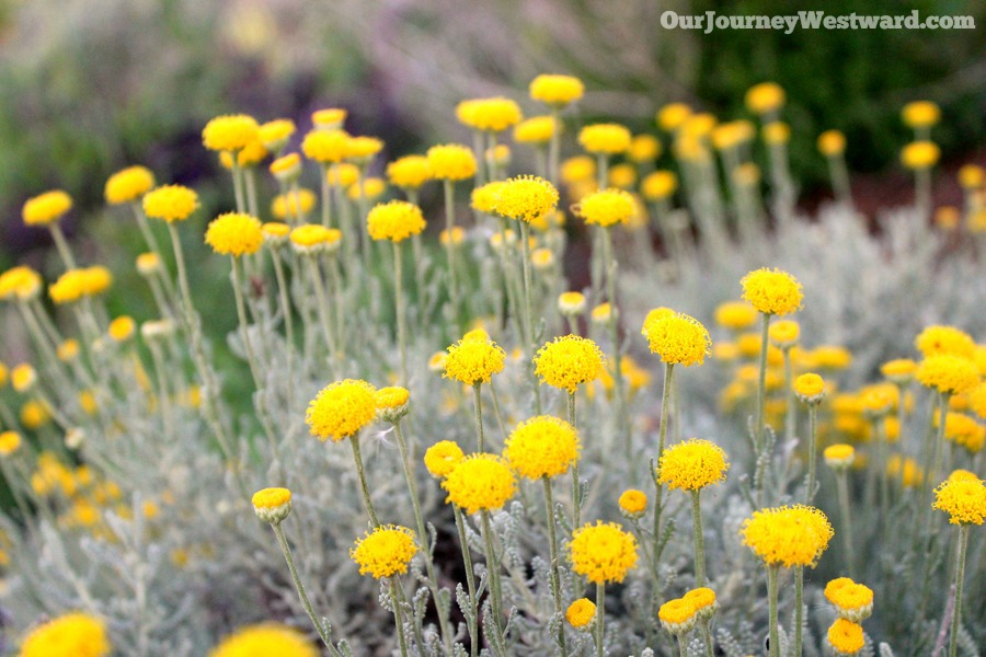 How To Teach an Interest-Based Nature Study #naturestudy #homeschoolscience