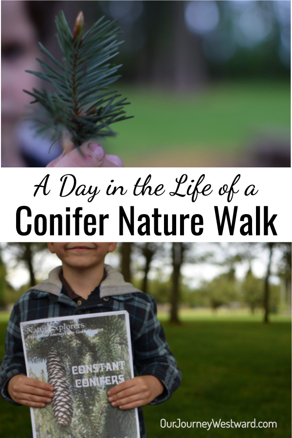 Boy holding constant conifer nature curriculum and evergreen needles. Image is used for a blog post about conifer nature walks.