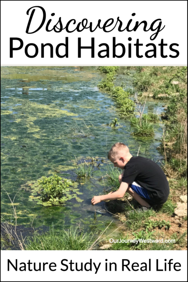 Take a peek into a real-life pond habitats nature study with a homeschool family of multiple ages who spent several weeks learning about ponds in their hometown. #naturestudy