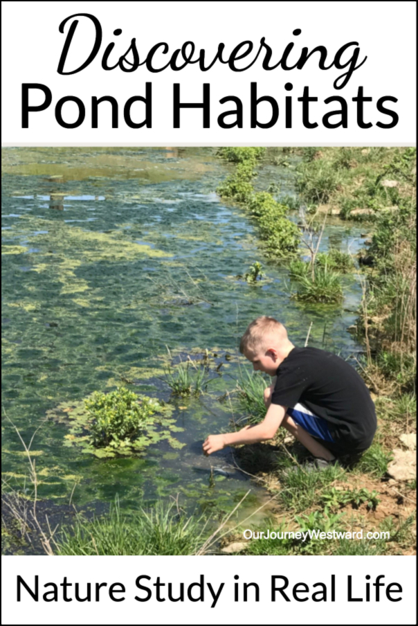 Boy in black shirt crouches by a pond. Image is for a blog post about discovering pond habitats.