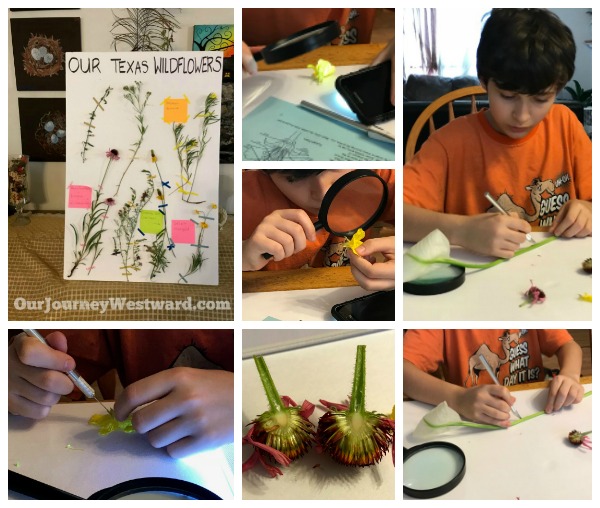 How To Teach an Interest-Based Nature Study #naturestudy #homeschoolscience