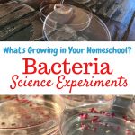 Bacteria science experiments are great for middle and high school students! #homeschool #science #homesciencetools