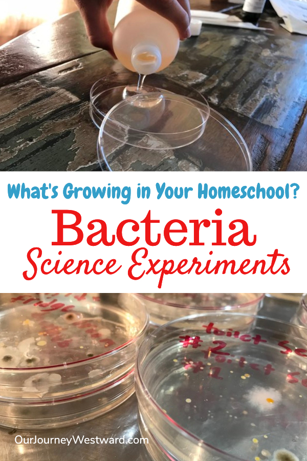 Blog post image about Bacteria Science Experiments. There are two photos of petri dishes on it.