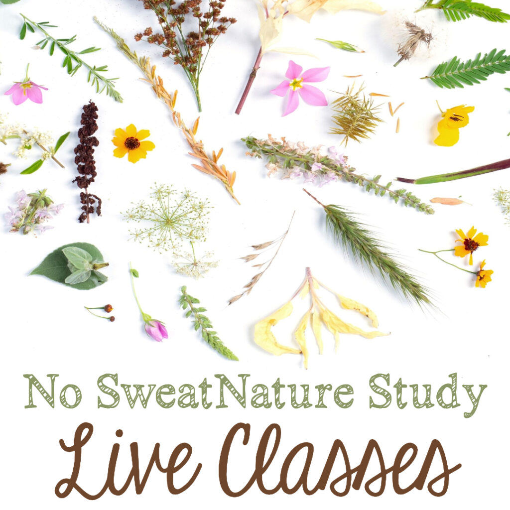 Your 1st-8th graders will love these unique, interactive nature study lessons with Mrs. Cindy West!