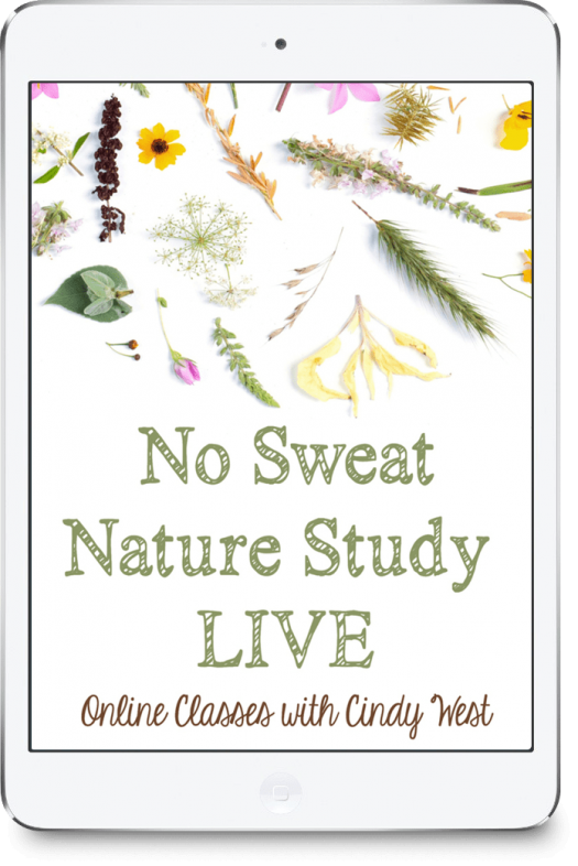 No Sweat Nature Study LIVE