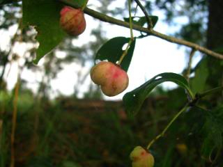 Fruits and Nuts Nature Study