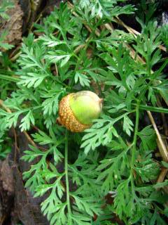 Fruits and Nuts Nature Study