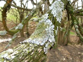 How do you tell the difference between a lichen vs. a moss? This simple description will make identifying them a breeze!