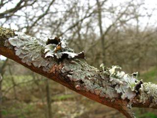 How do you tell the difference between a lichen vs. a moss? This simple description will make identifying them a breeze!