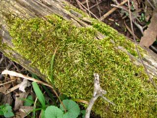 Lichens And Mosses