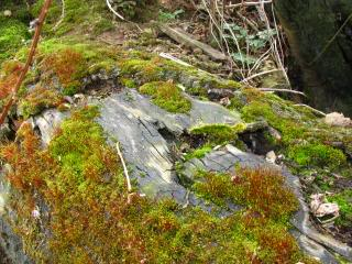 How do you tell the difference between a lichen vs. a moss? This simple description will make identifying them a breeze!