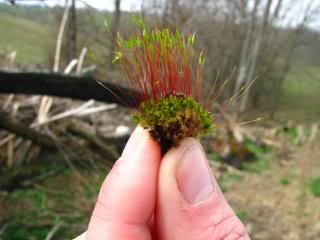 How do you tell the difference between a lichen vs. a moss? This simple description will make identifying them a breeze!