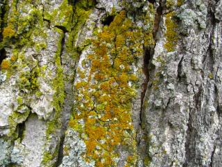 How do you tell the difference between a lichen vs. a moss? This simple description will make identifying them a breeze!