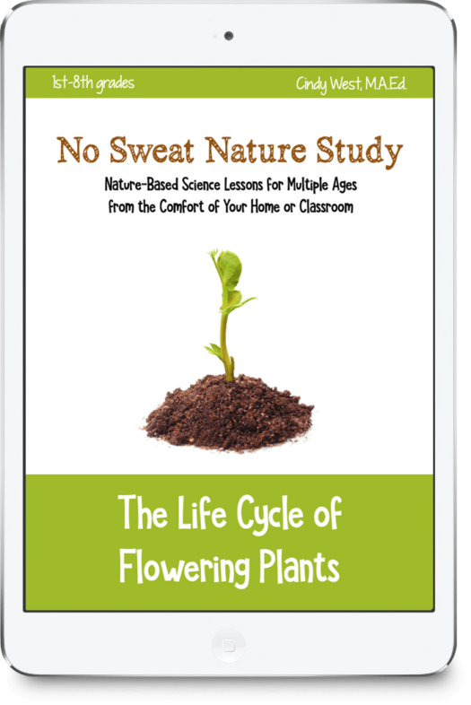 The Life Cycle of Flowering Plants