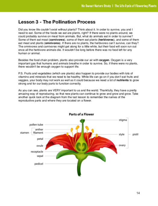 The Life Cycle of Flowering Plants No Sweat Nature Study curriculum preview.