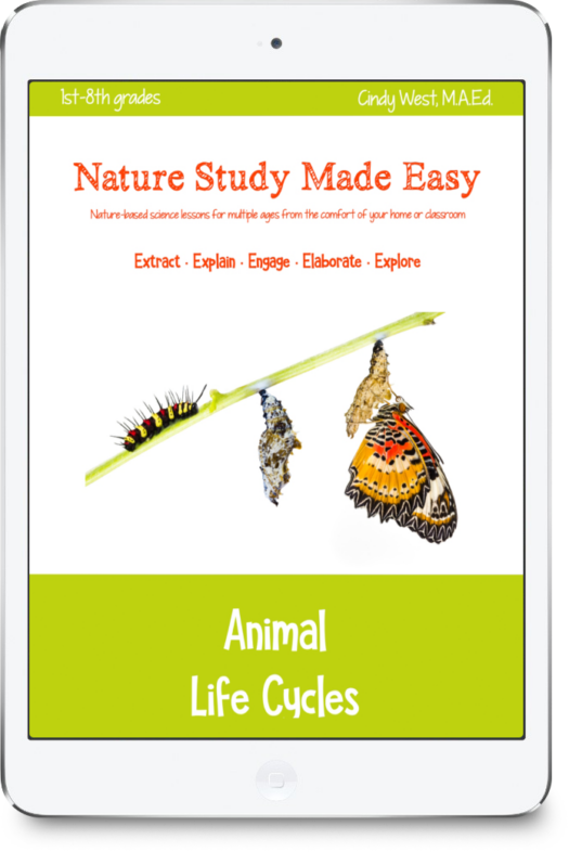 iPad with light green trim with a caterpillar, chrysalis, and butterfly on a branch. Used as the cover for a nature curriculum about animal life cycles.
