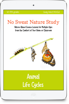 Animal Life Cycles curriculum cover with the states of a butterfly life cycle. On a green stick is a yellow and black caterpillar, a grey chrysalis, and an orange butterfly coming out of a brown chrysalis.
