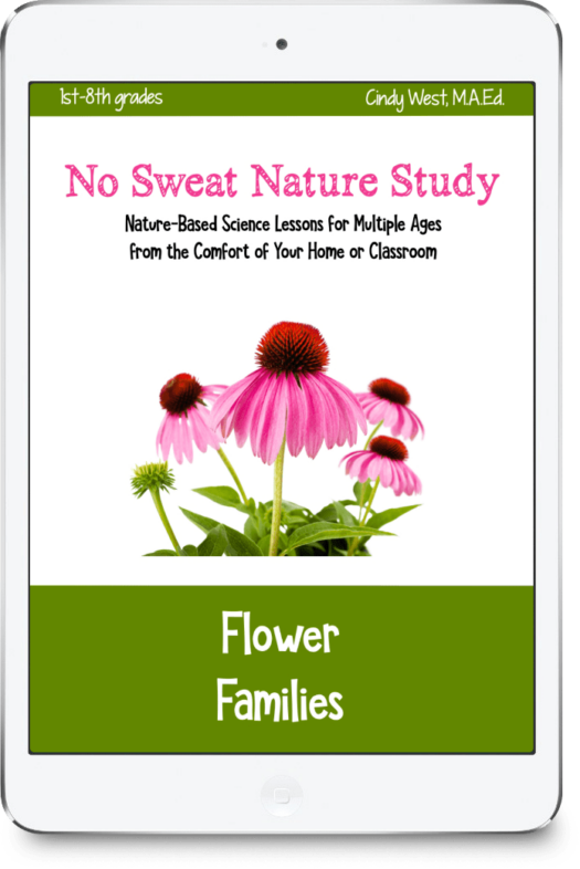 Pink coneflowers on the cover of Flower Families curriculum.