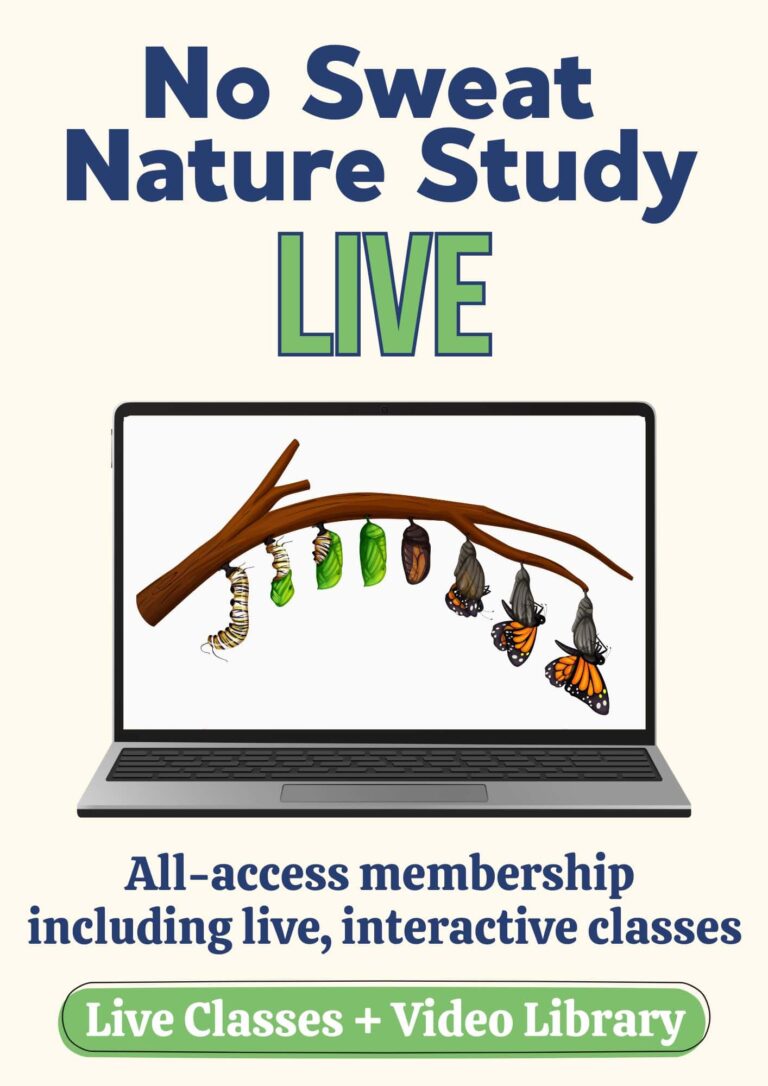 sales text and graphic with butterfly life cycle on laptop