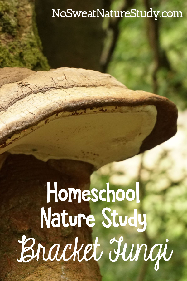 Learn about Bracket Fungi in this neat nature study podcast episode! 