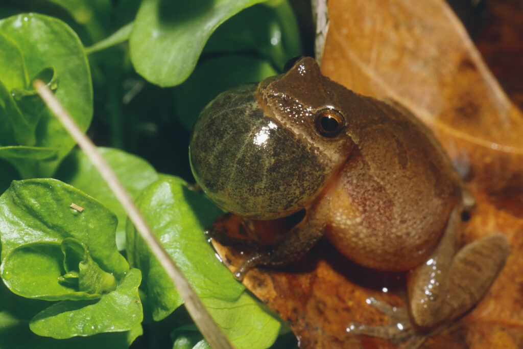 spring peeper