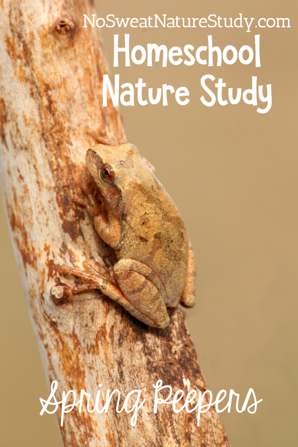 Spring peeper camouflaged on a brown tree trunk. Brown background. Advertising a podcast about spring peepers.