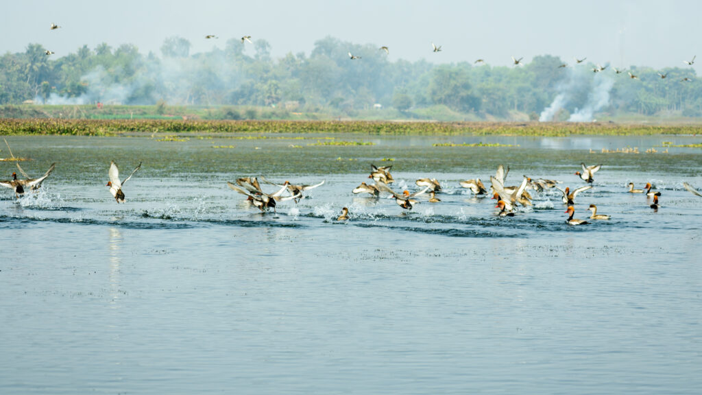 Migrating Birds