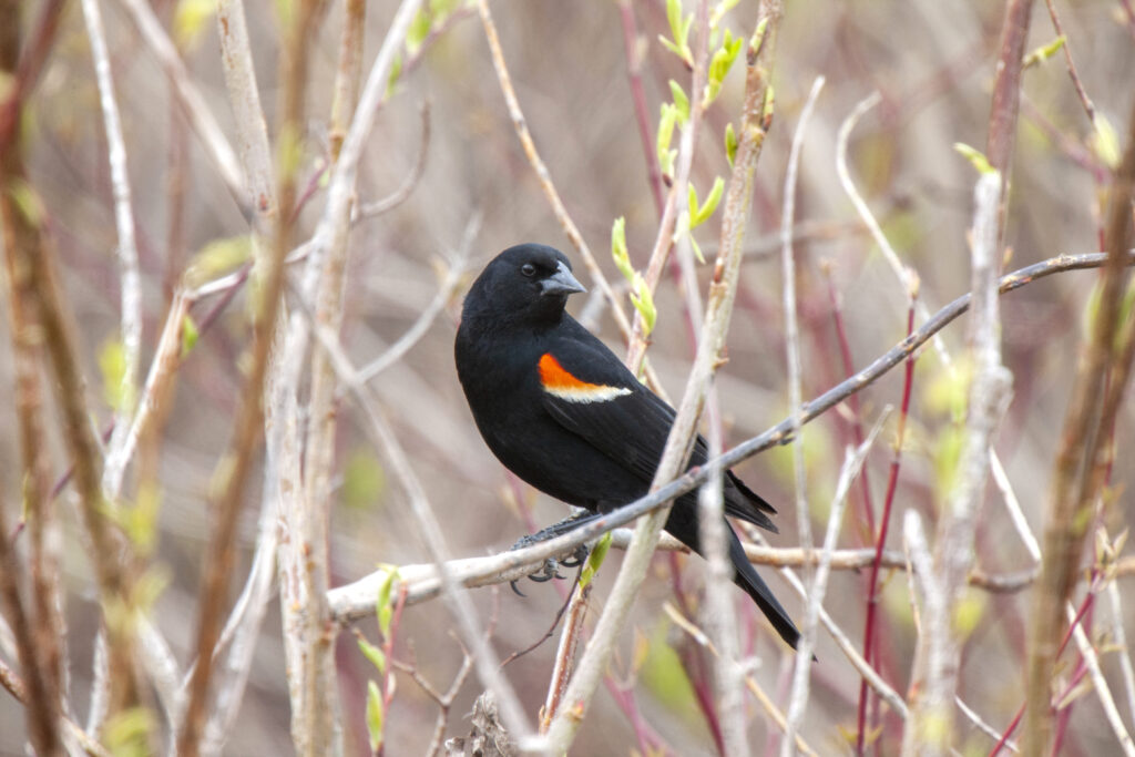 Red-winged blackbird