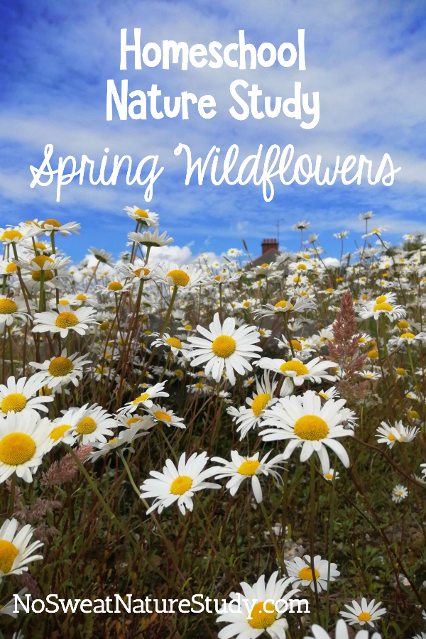 White and yellow Daisies in a field with the blue sky above. Advertising a podcast about spring wildflowers.