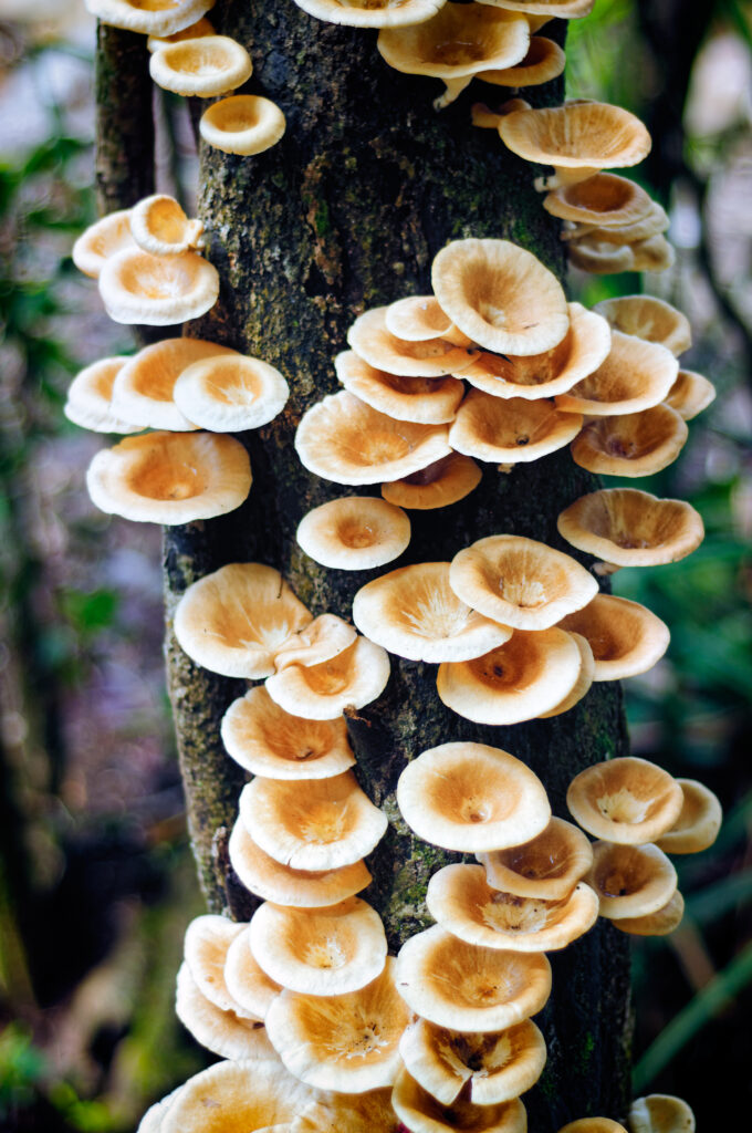Fungus growing on tree branch in a large group