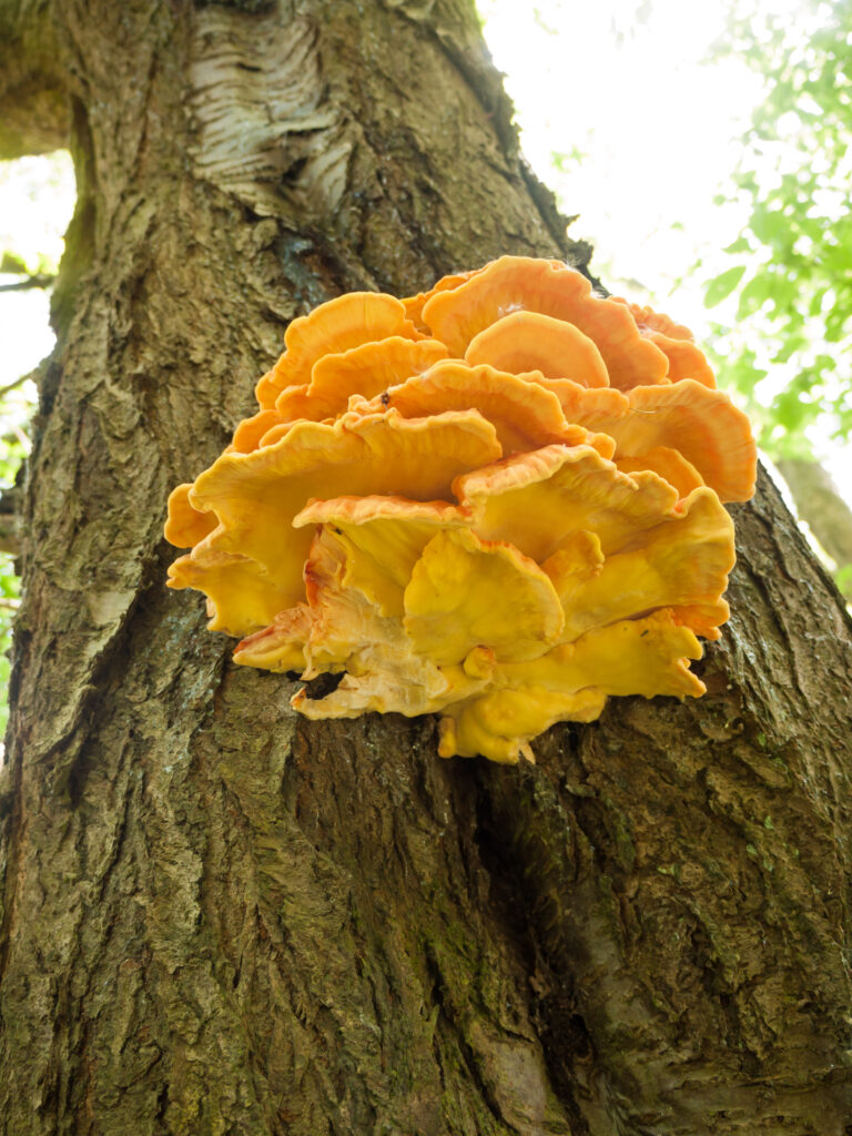 Bracket Fungi