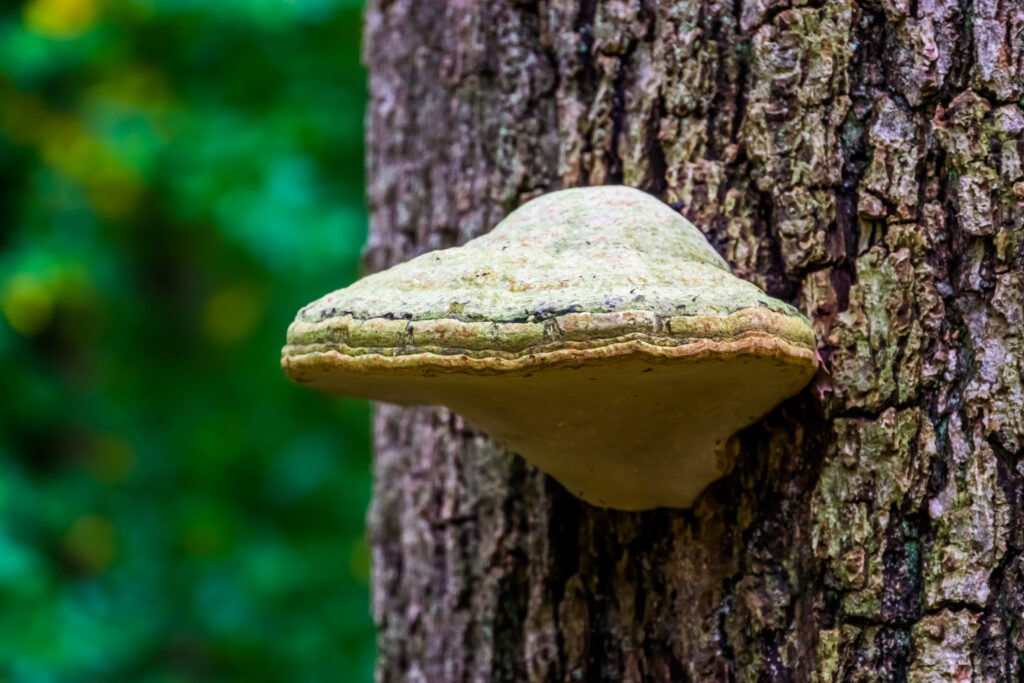 Bracket Fungi