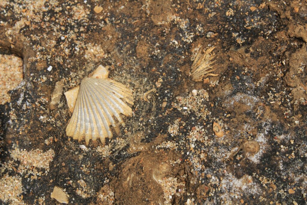 Rock texture with marine fossils