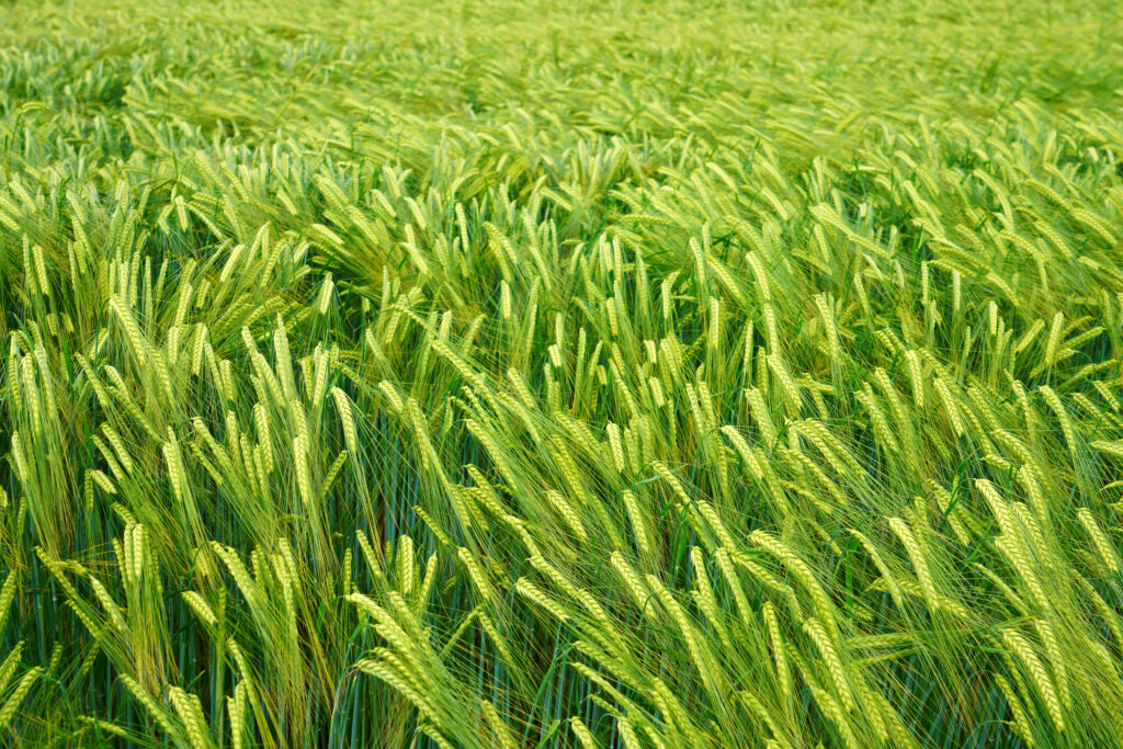 Wheat waving in the wind