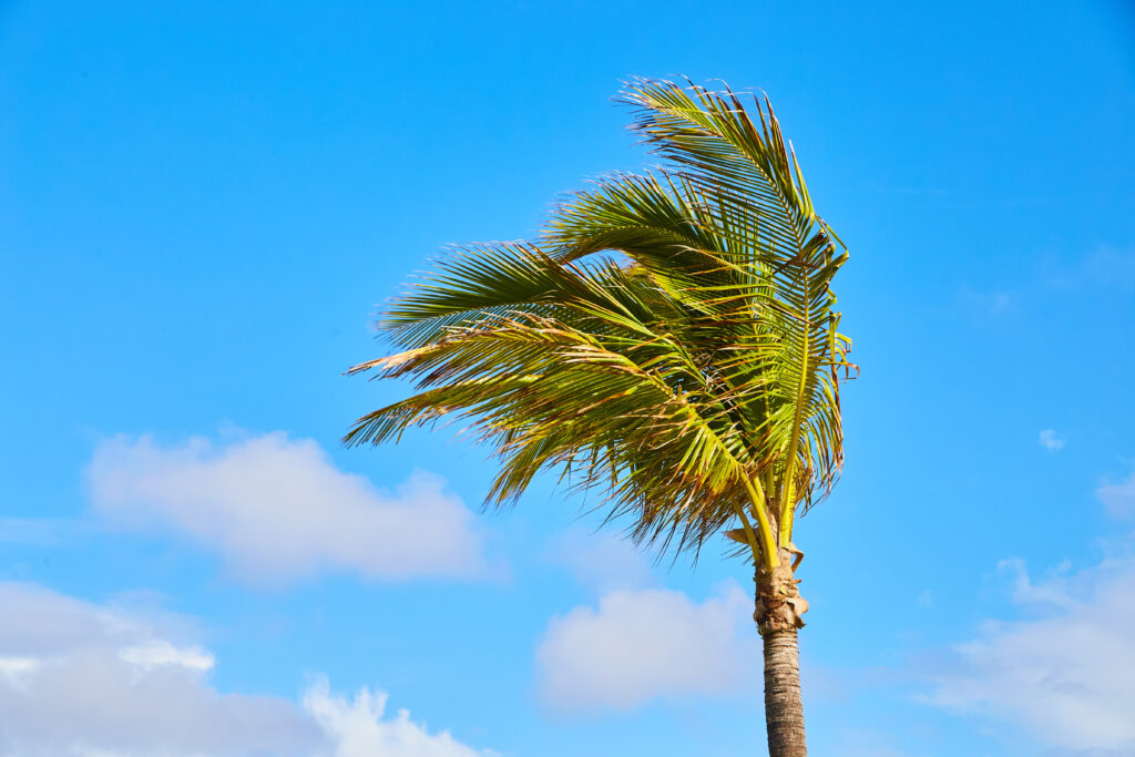 Palm tree in wind