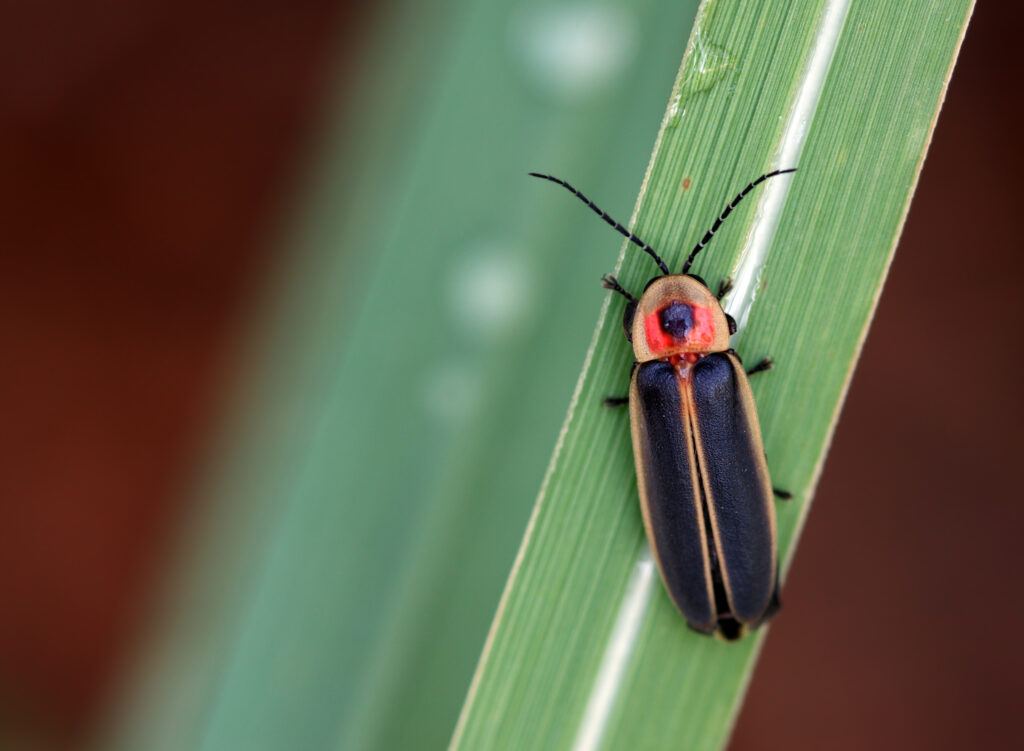 adult firefly