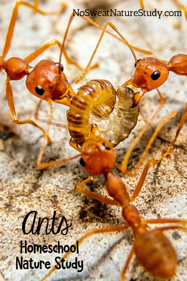 three red ants eating prey