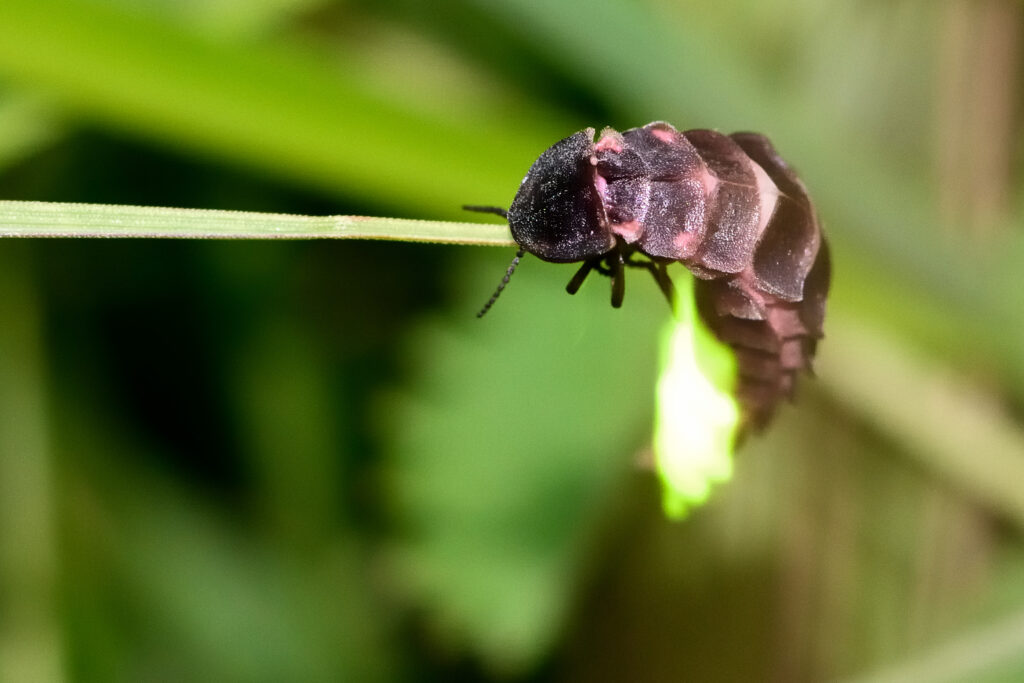 glowing firefly larva