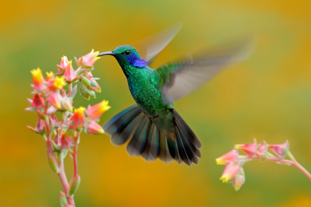 Hummingbird Pollinating