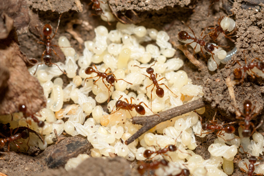 ants with eggs