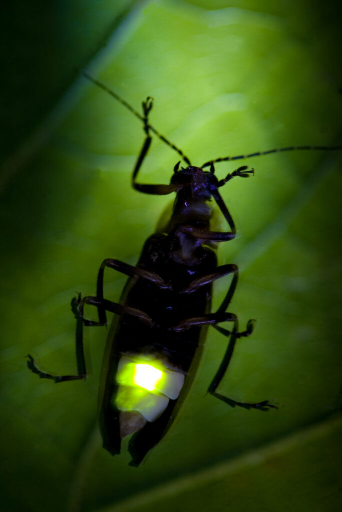 Firefly Flashing at Night